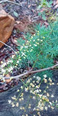 Asparagus racemosus