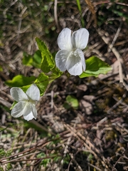 Viola sieheana