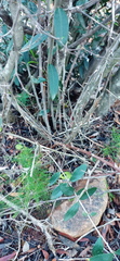 Asparagus racemosus