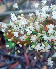 Asparagus racemosus