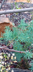 Asparagus racemosus
