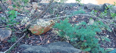 Asparagus racemosus