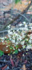 Asparagus racemosus