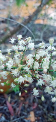 Asparagus racemosus