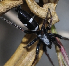 Aphantaulax trifasciata