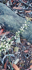 Asparagus racemosus