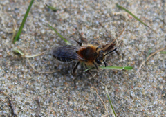 Andrena barbilabris