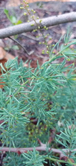 Asparagus racemosus