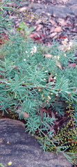 Asparagus racemosus