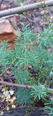 Asparagus racemosus