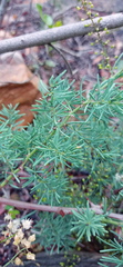 Asparagus racemosus