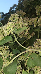 Lepidoptera