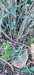 Asparagus racemosus