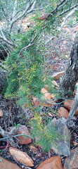 Asparagus racemosus