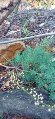 Asparagus racemosus