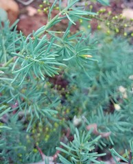 Asparagus racemosus