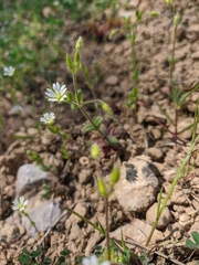 Cerastium brachypetalum
