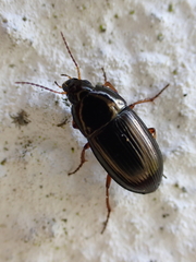 Amara familiaris