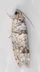 Pseudexentera knudsoni