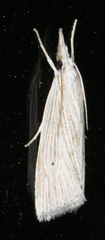 Diatraea evanescens