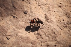 Traumatomutilla centralis