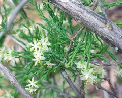 Asparagus burchellii