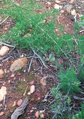 Asparagus burchellii