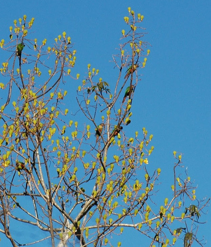 Santarem Parakeet (Pyrrhura amazonum), photo 8