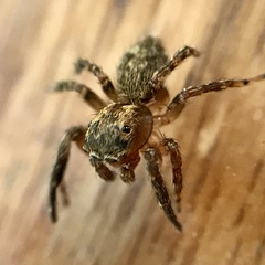 Mexigonus morosus