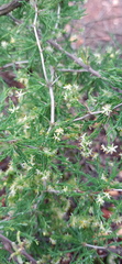 Asparagus burchellii