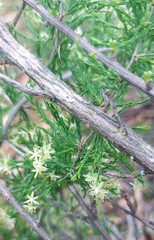 Asparagus burchellii