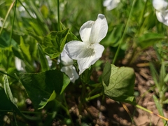 Viola sieheana