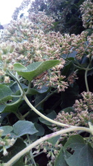 Lepidoptera