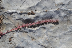 Sedum potosinum