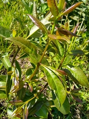 Decodon
