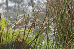 Cordulia aenea aenea