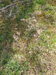 Pentanema squarrosum