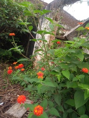 Lantana camara camara