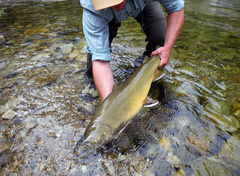 Salvelinus confluentus