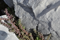 Sedum potosinum