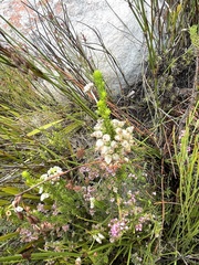 Erica physodes