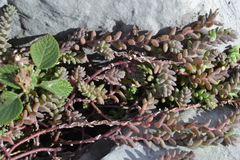 Sedum potosinum