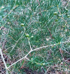 Asparagus lignosus
