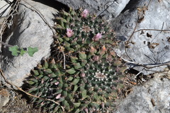 Mammillaria melanocentra melanocentra