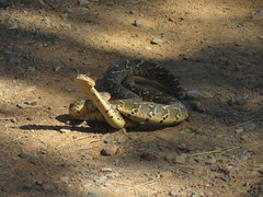 Bitis arietans arietans