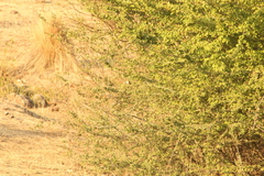 Junco phaeonotus