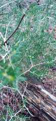 Asparagus lignosus