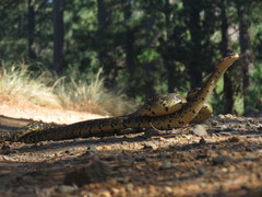 Bitis arietans arietans