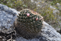 Mammillaria melanocentra melanocentra