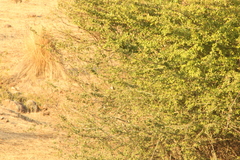 Junco phaeonotus